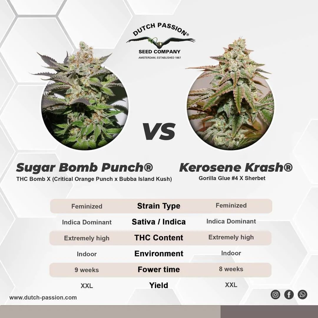 Kerosene Krash vs Sugar Bomb Punch cannabis seeds comparison