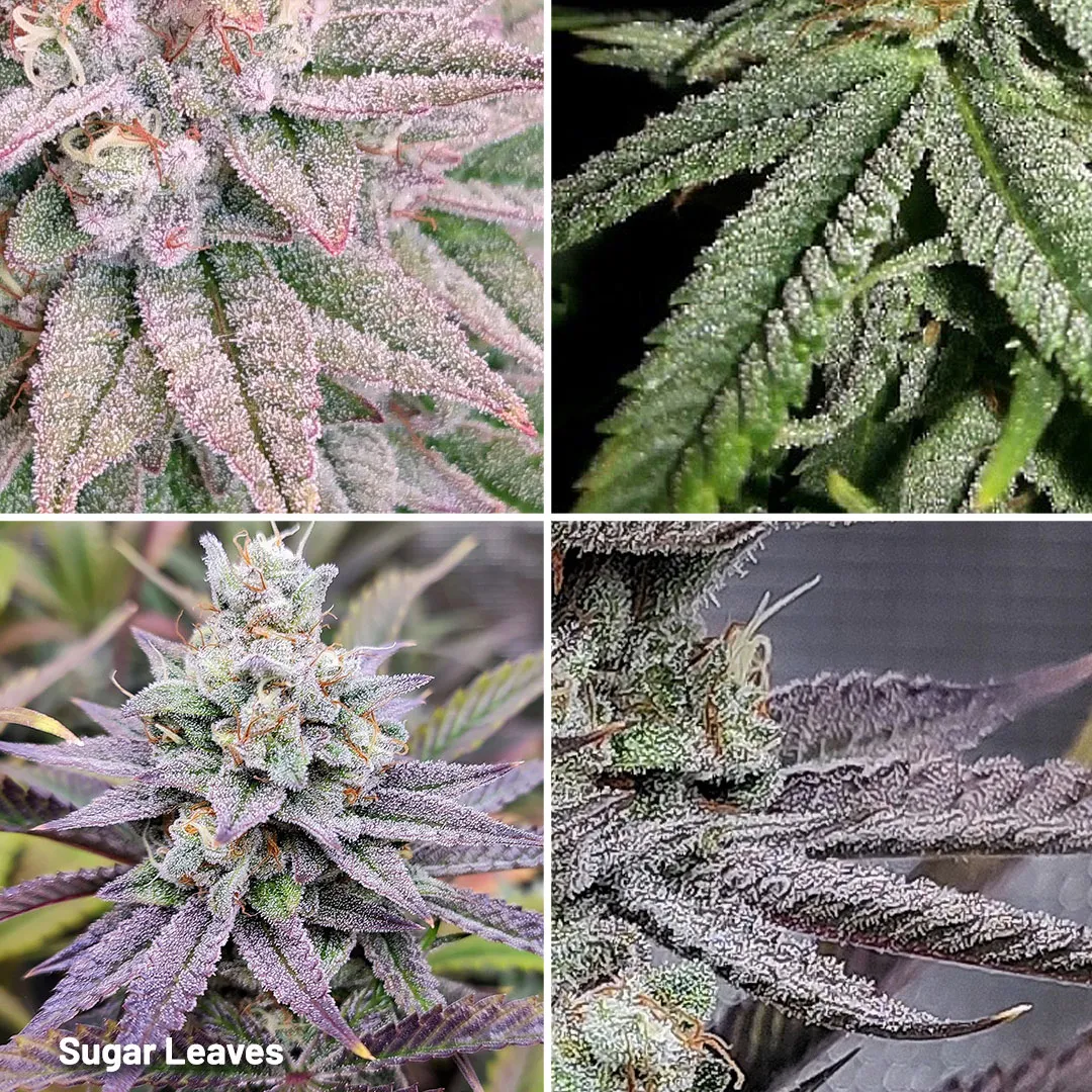 Sugar-Leaves-resin-covered-leaves-that-grow-from-cannabis-flowers
