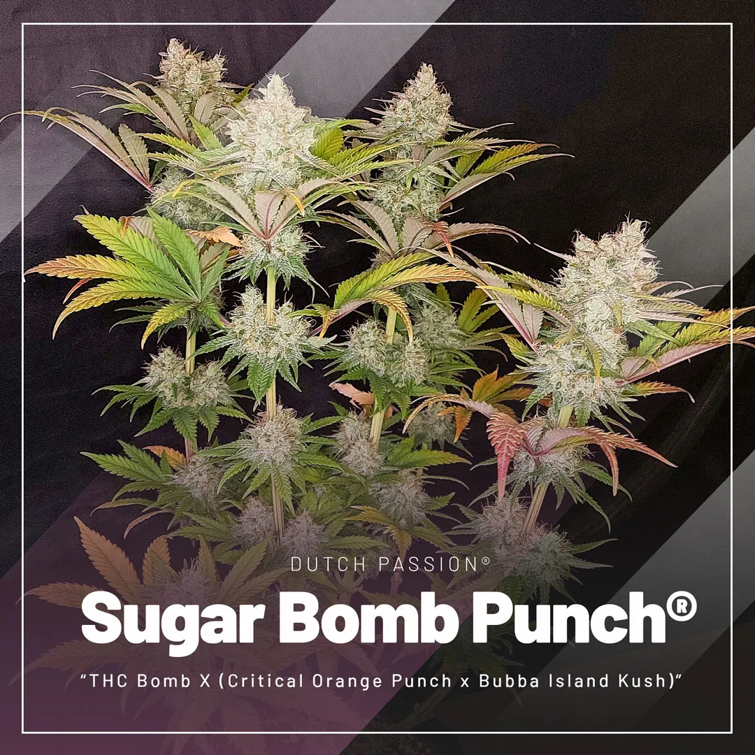 Sugar-bomb-punch-cannabis-seeds-by-Dutch-Passion