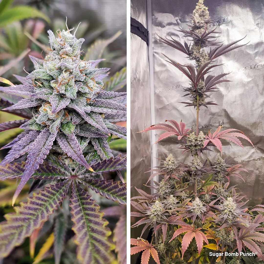 Sugar-bomb-punch-grow-review-frosty-sugar-thc-extreme