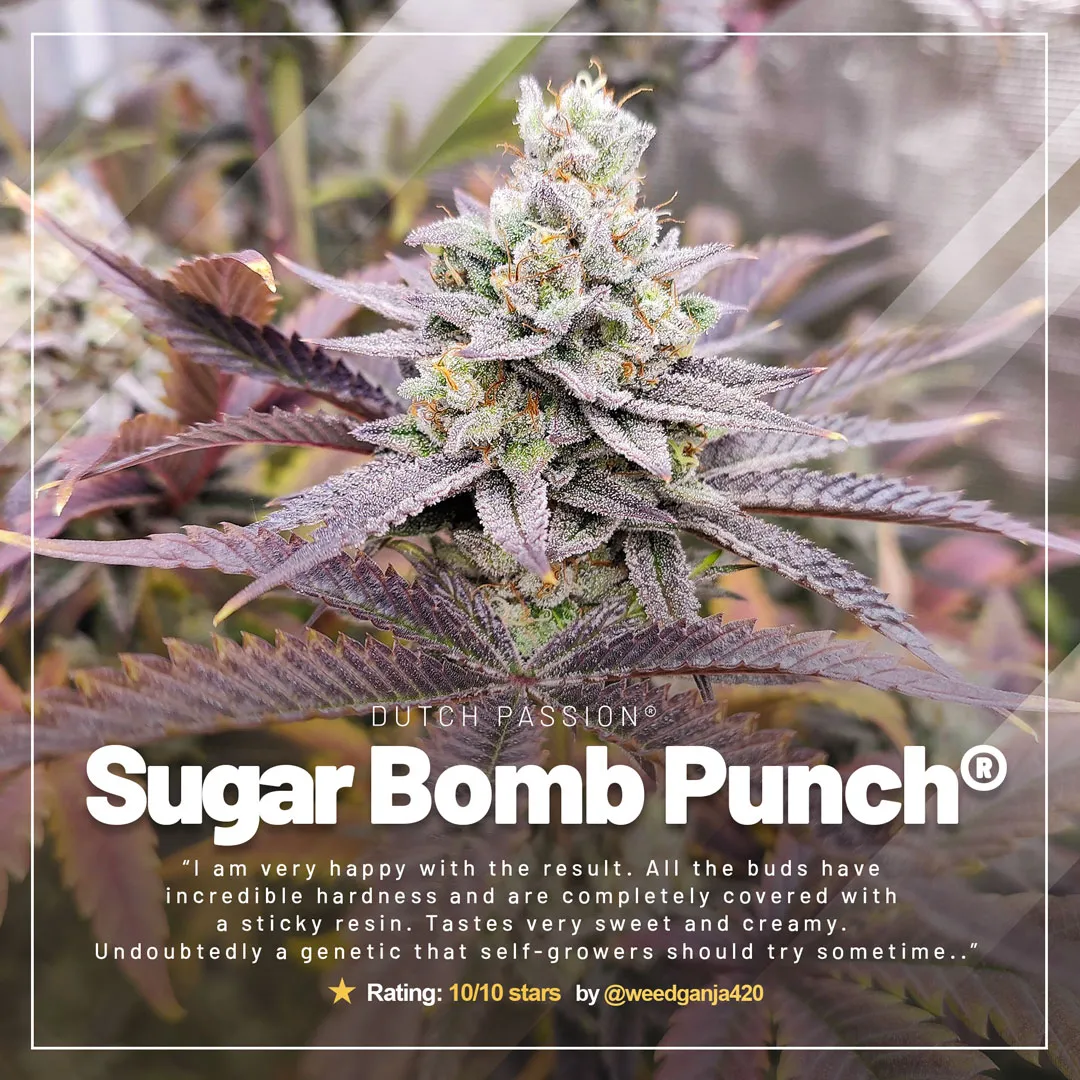 Sugar-bomb-punch-grow-review-sticky-resin