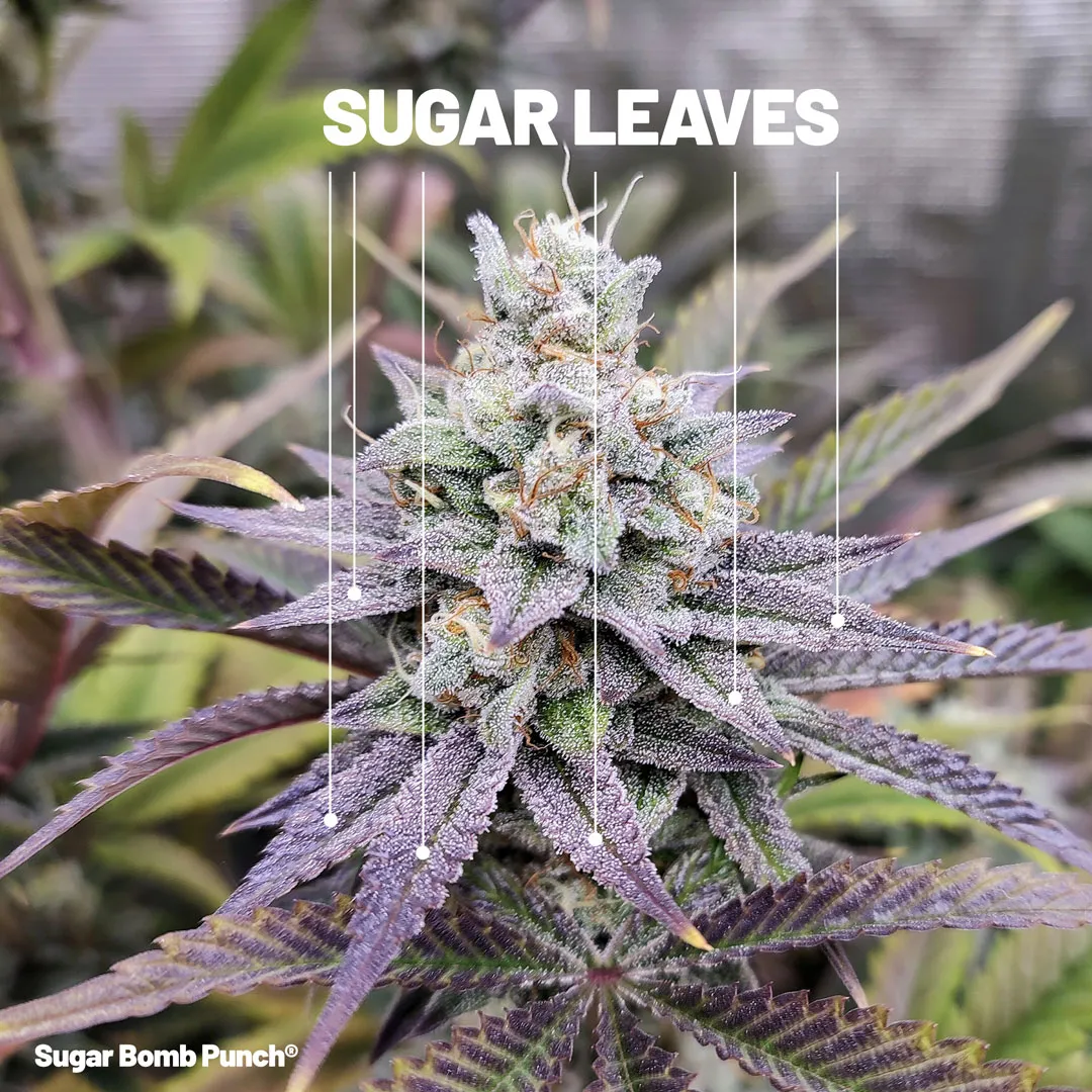 Sugar-leaves-on-a-cannabis-bud