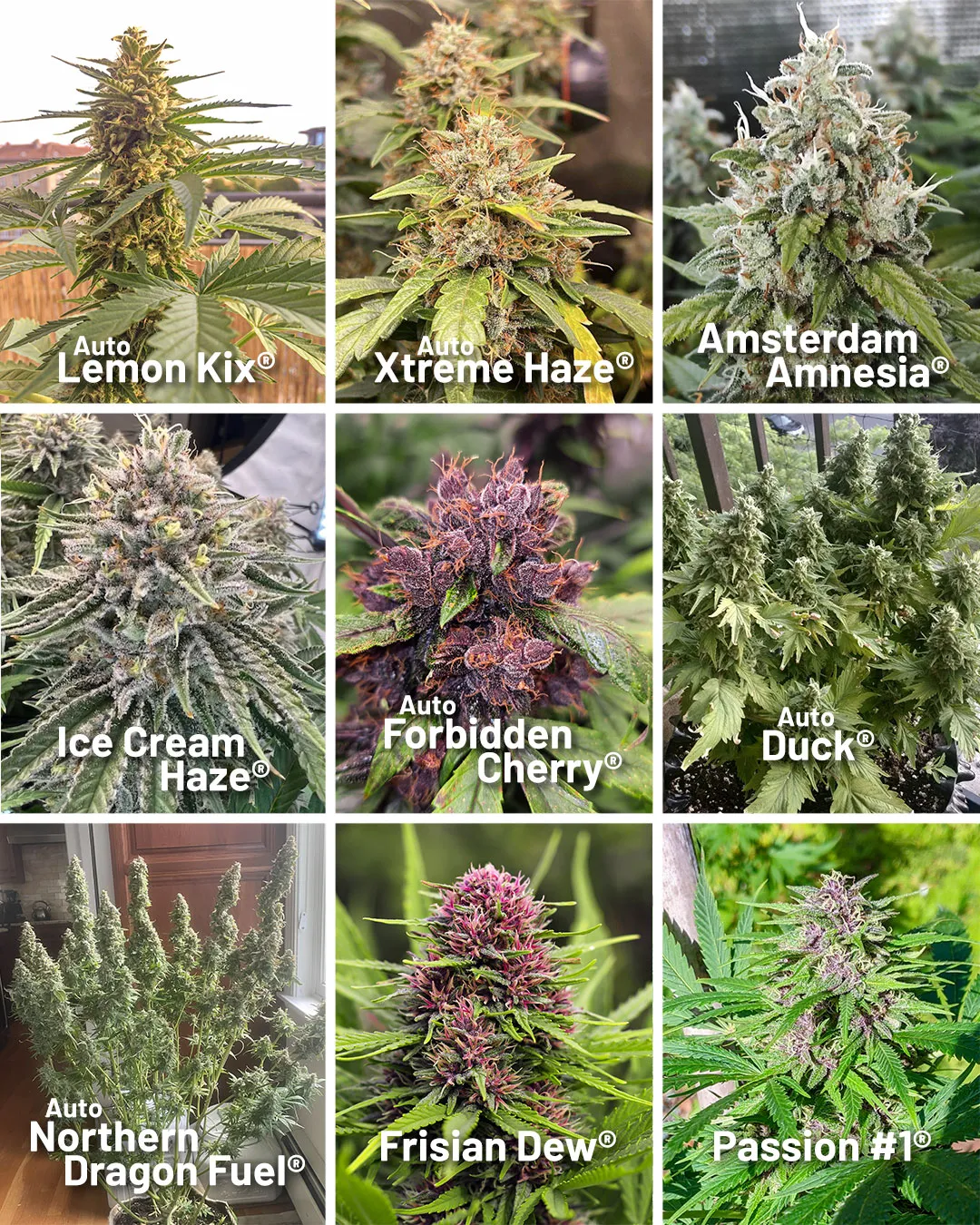Suitable-cannabis-strains-to-grow-outside-under-the-sun