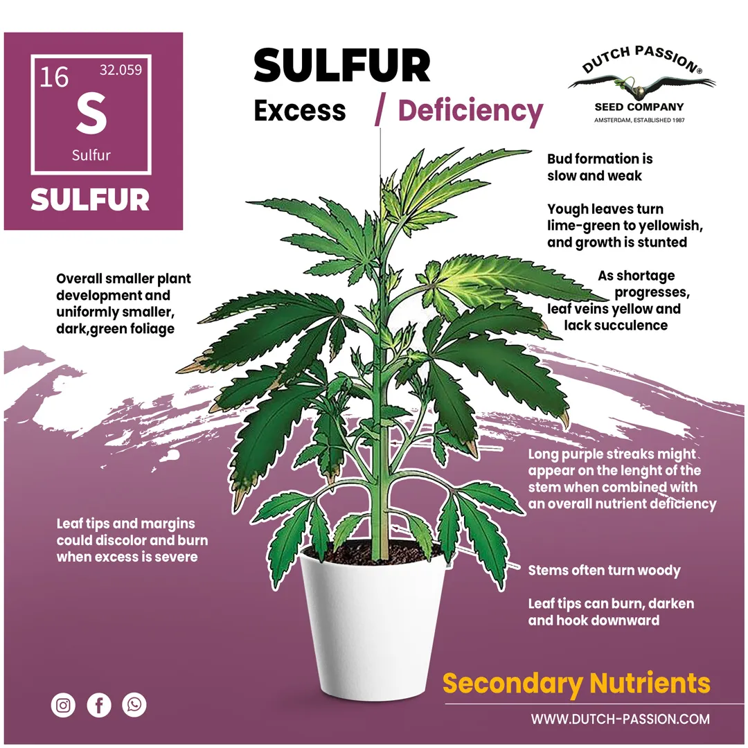 Sulfur deficiency in a cannabis plant