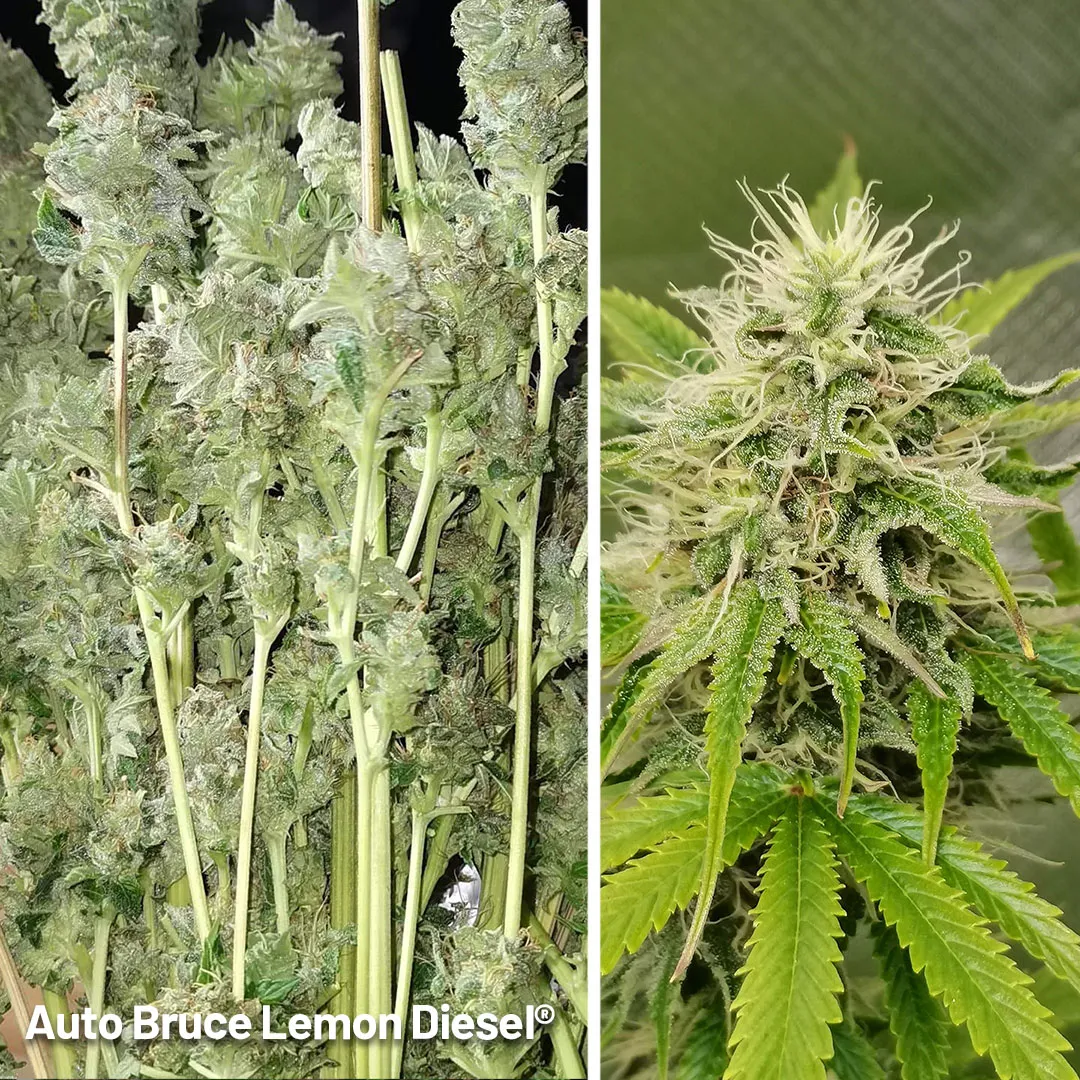 Super-Sativa-Auto-Bruce-lemon-diesel-frosty-genetics-autoflower