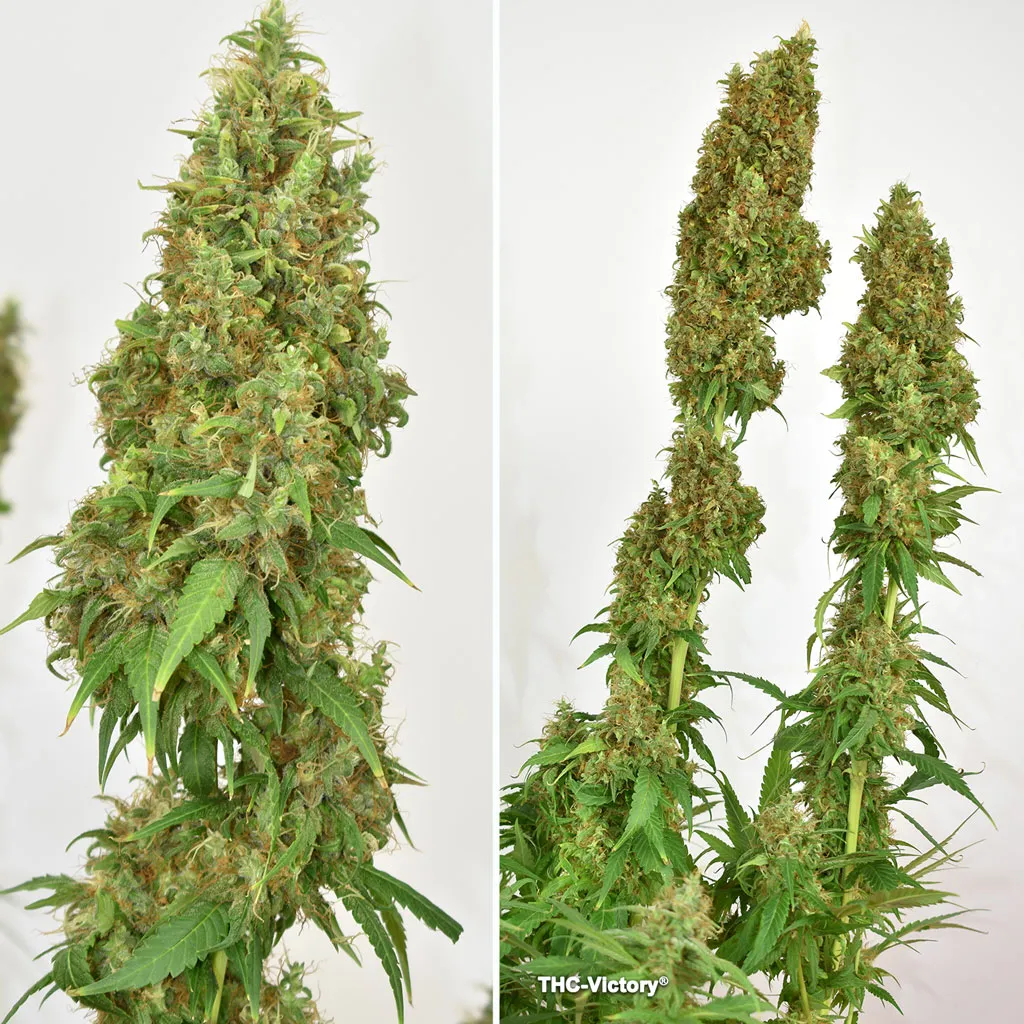 THC-Victory produces plants rich in THCV
