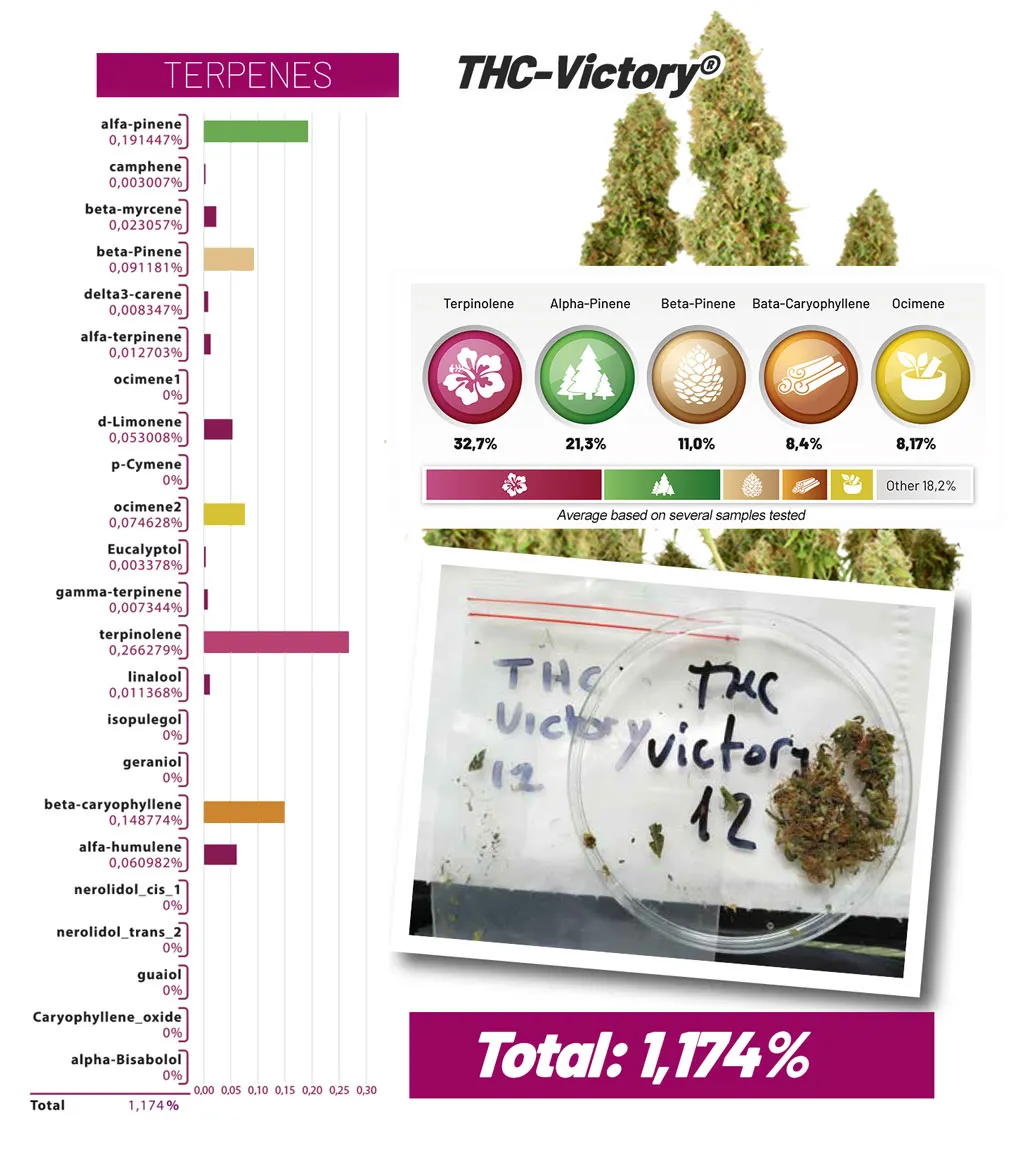 THC-Victory terpenes and cannabinoids