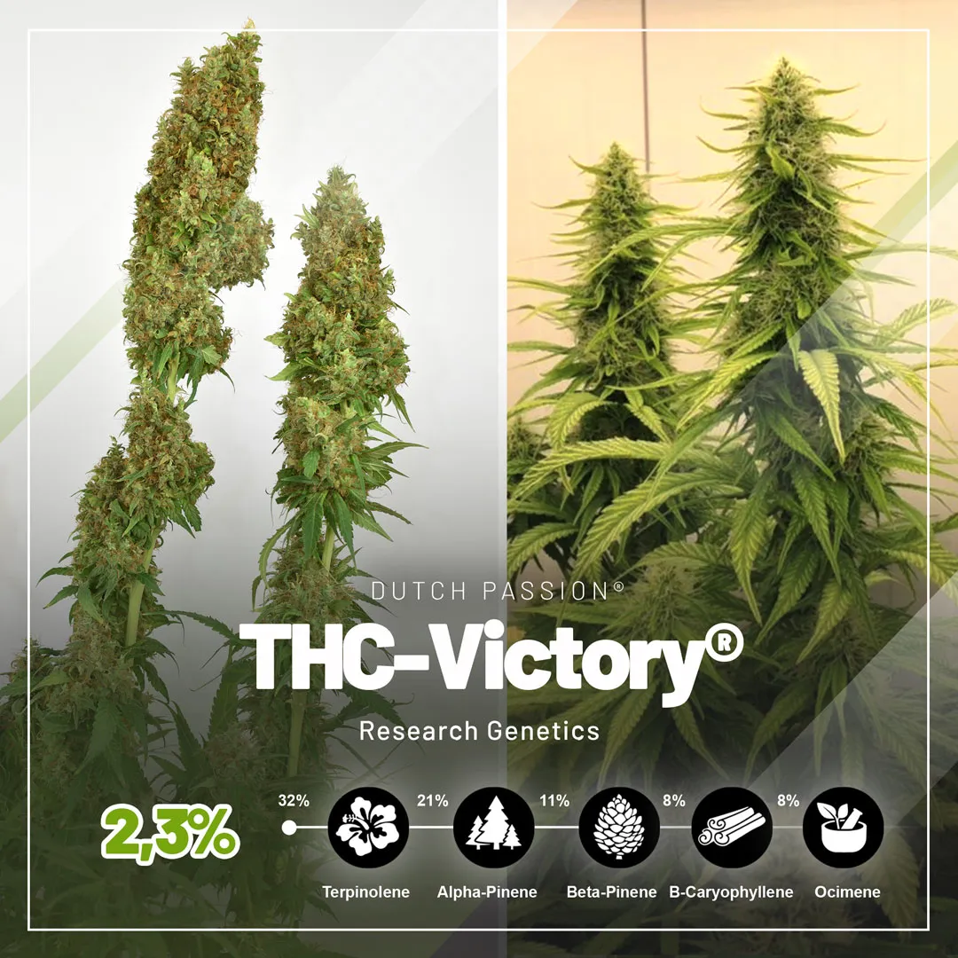THC Victory thc rich cannabis with high terpene levels