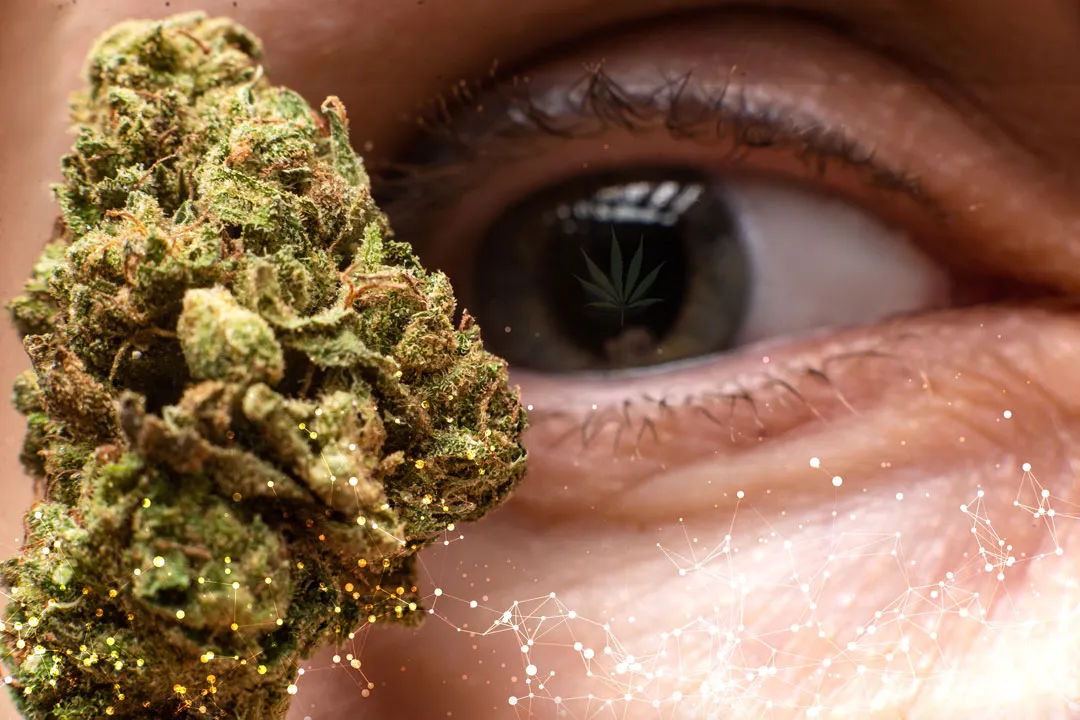 THCP-and-CBDP-effects-and-potential-benefits-Dutch-passion