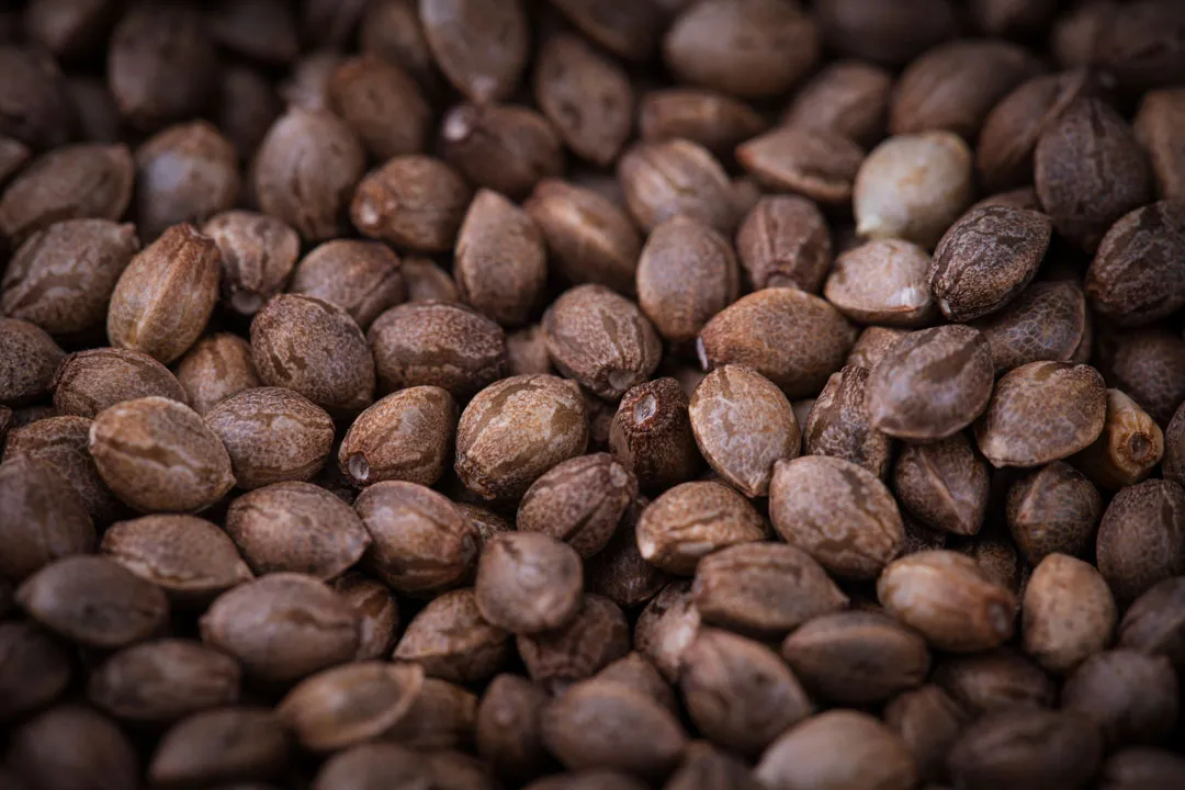 THCP-and-CBDP-rich-cannabis-seeds