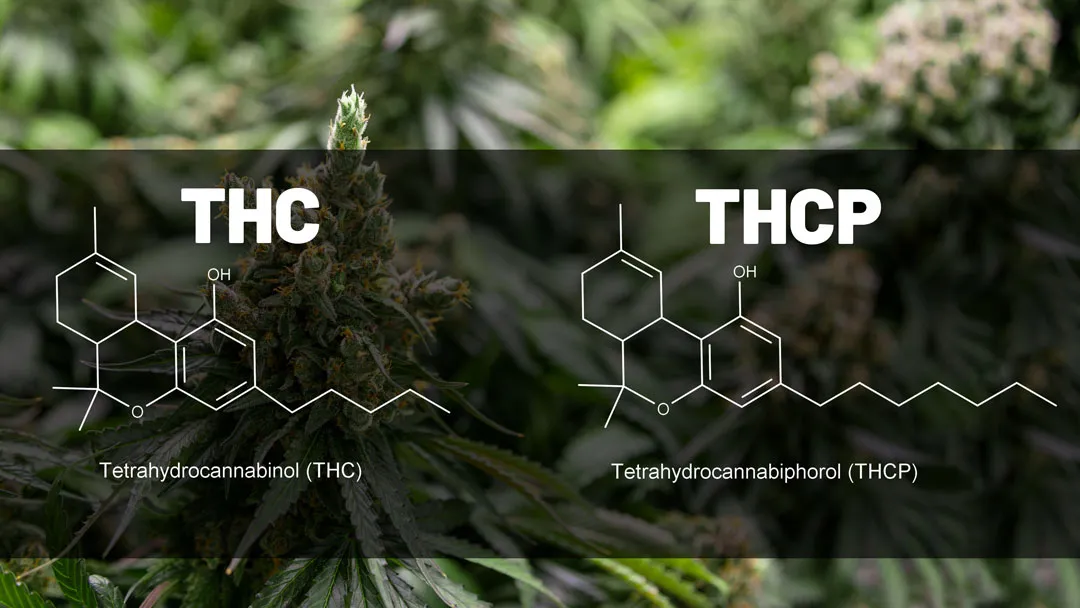 THCP-vs-THC-chemical-structure-dutch-passion-cannabis-seeds