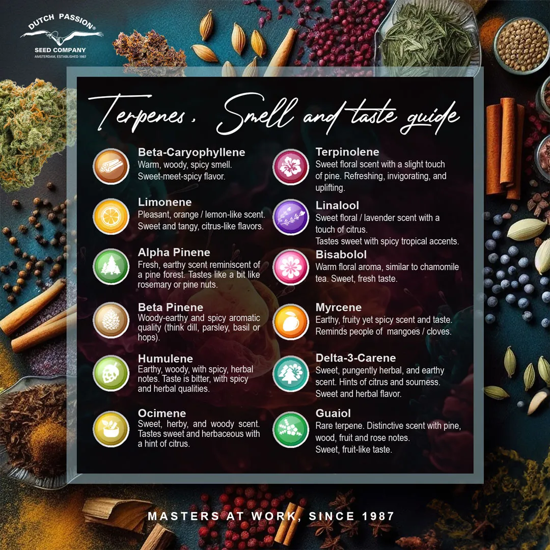 Cannabis terpenes smell and taste chart