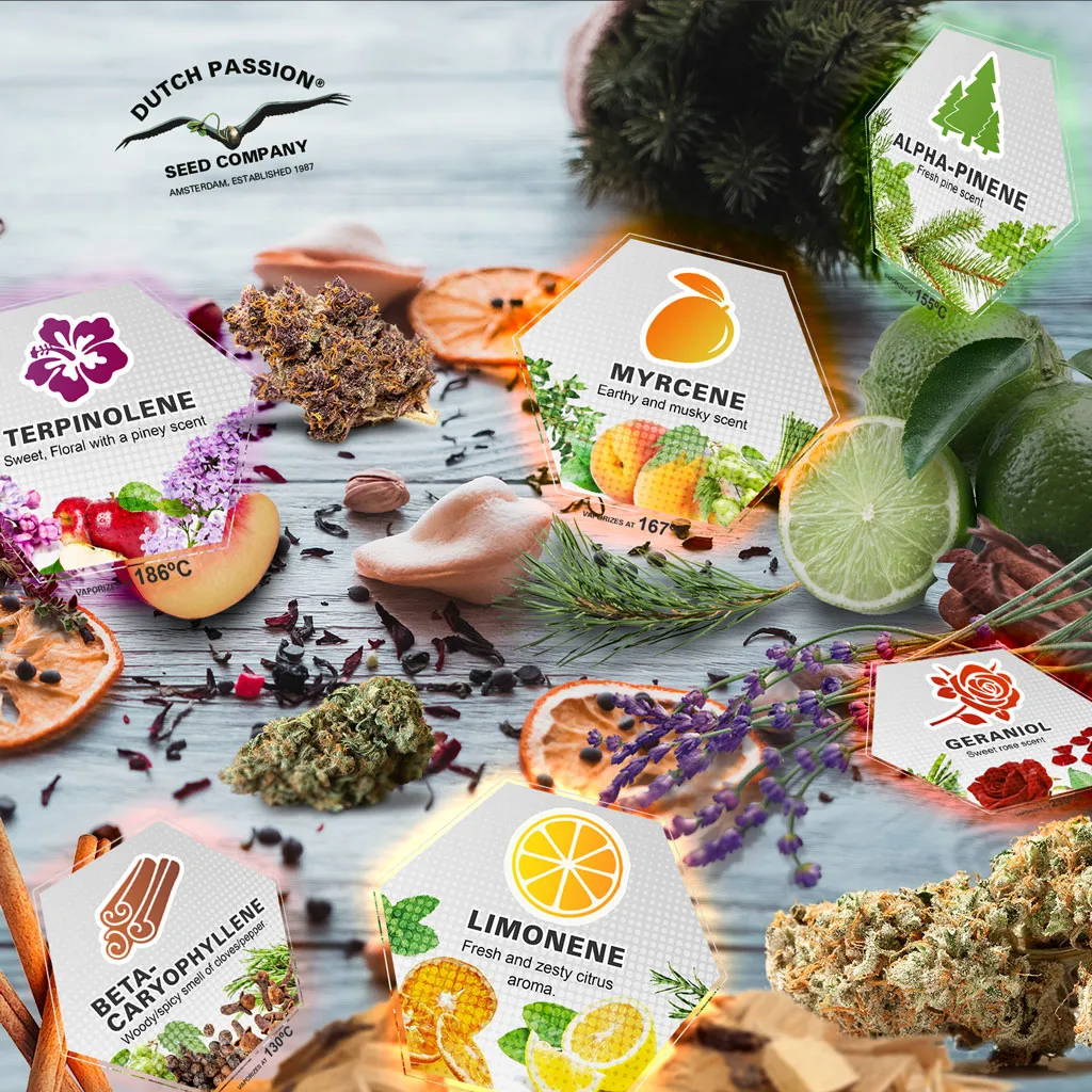 Terpenes-Blog-what-does-weed-smell-like
