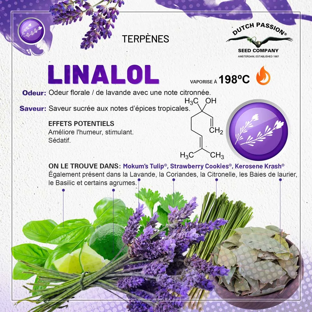 Terpène Linalol - Odeur, Saveur, Effets et Vaporisation