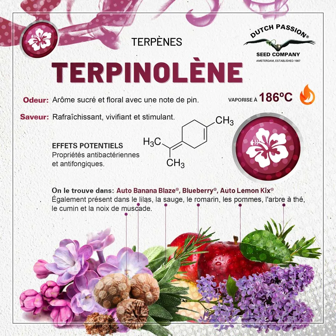 Terpène Terpinolène: Odeur, Saveur, Effets et Vaporisation