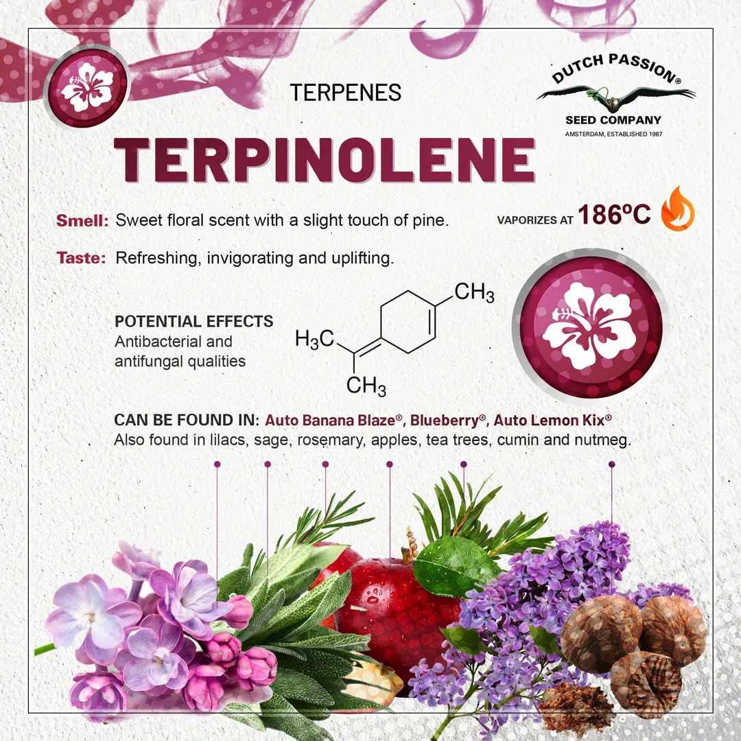 Terpinolene terpene taste and smell by Dutch Passion
