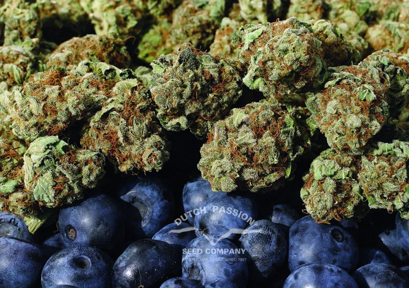 blueberry-flavonoids-anti-oxidant-rich-cannabis