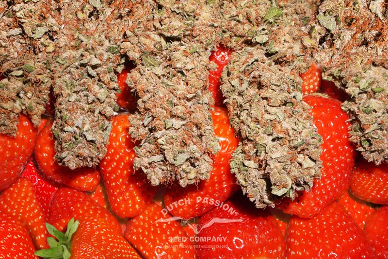 strawberry-terpene-cbg-cbd-thc-cannabinoids-flavonoids-cannabis