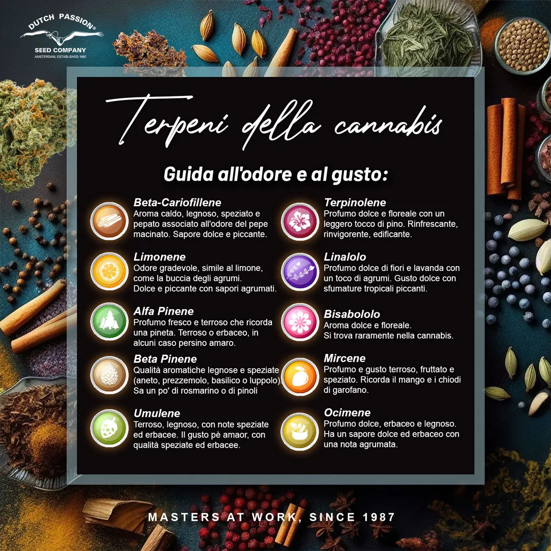 Terpeni della cannabis - guida all