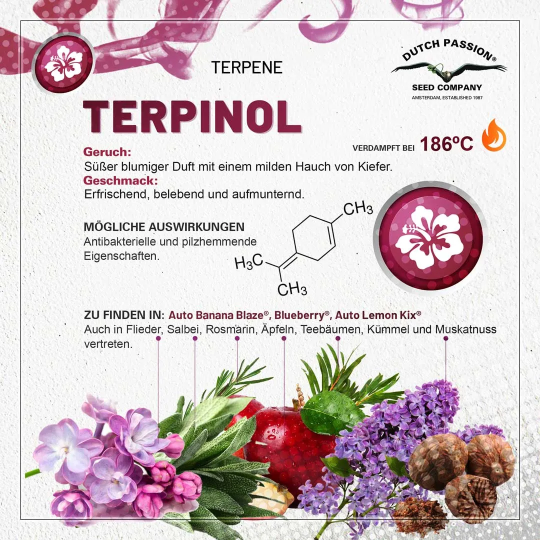  Terpinol Geruch, Geschmack und Effekte