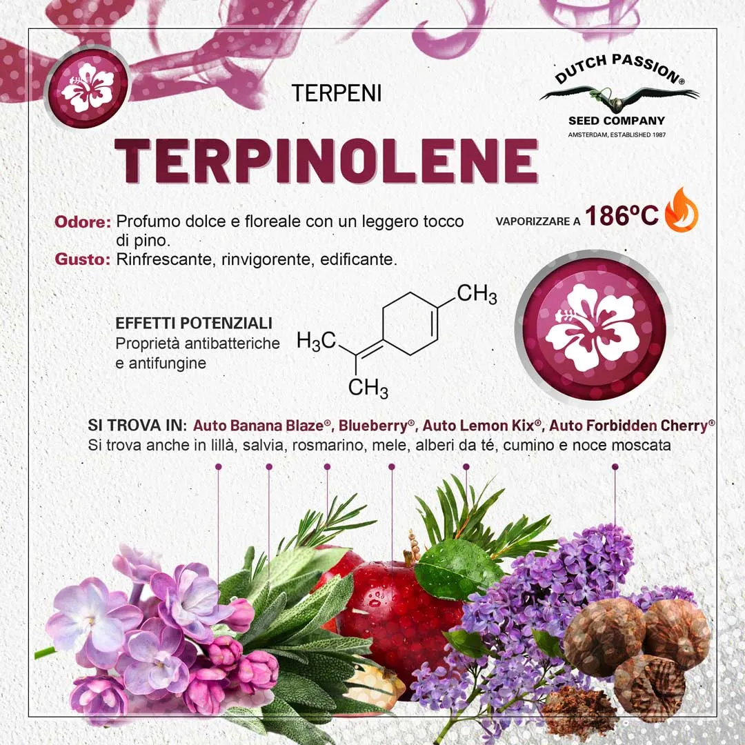 Il terpene terpinolene (Odore, Gusto, Vaporizzazione)
