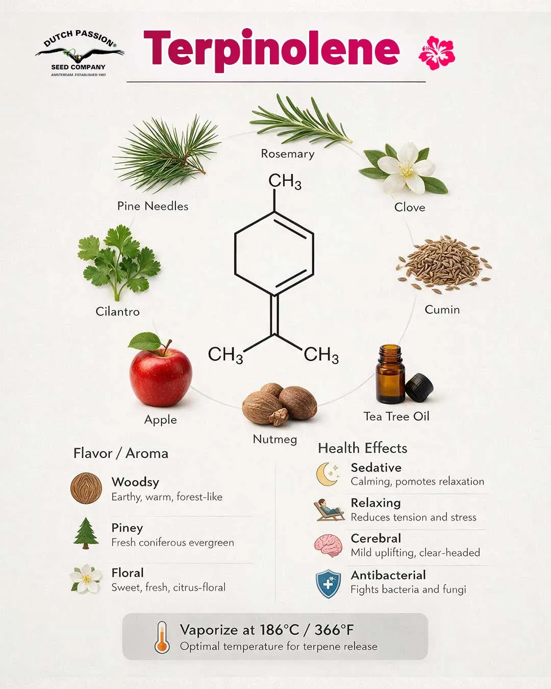 Terpinolene terpene structure by Dutch Passion