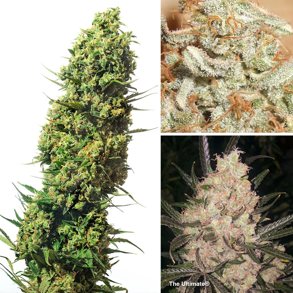 The-Ultimate-feminised-dutch-passion-cannabis-seeds