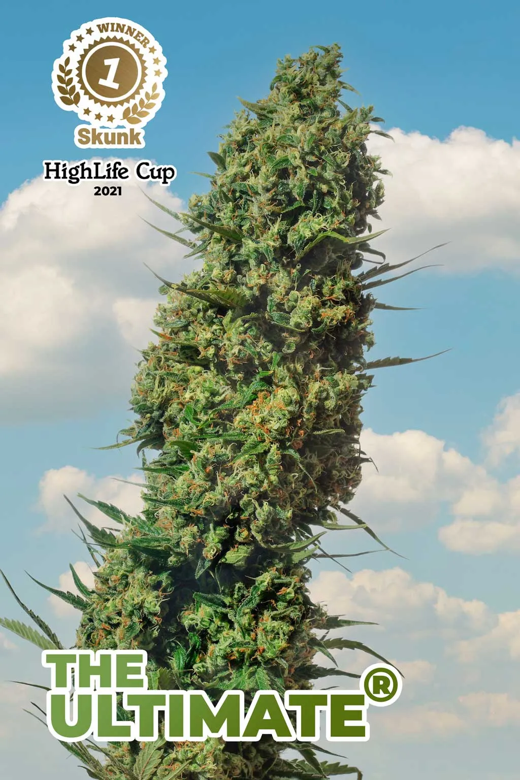 The-Ultimate-winner-best-skunk-highlife-cup-2021-cannabis-seeds