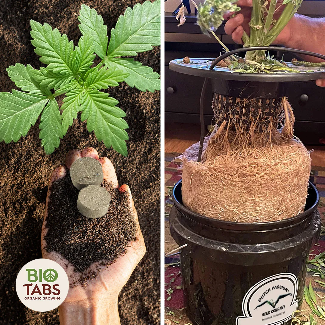 The-basics-of-fertilisers-for-cannabis
