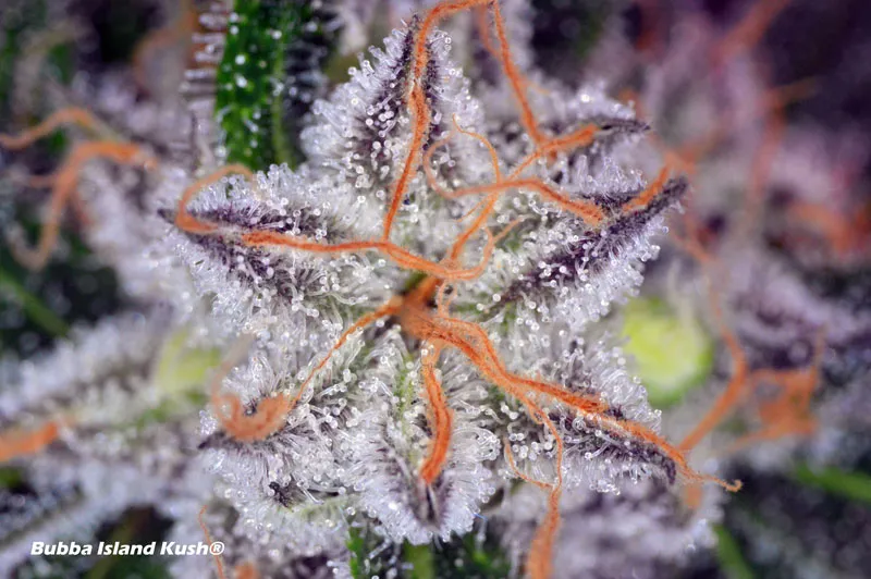 Trichomes on Dutch Passion