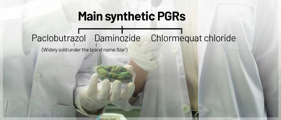 The-main-synthetic-PGRs-are-paclobutrazol-daminozide
