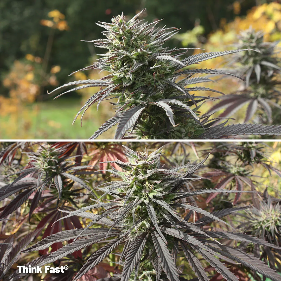 Think-Fast-cannabis-for-outdoor-growing-on-a-balcony-seeds