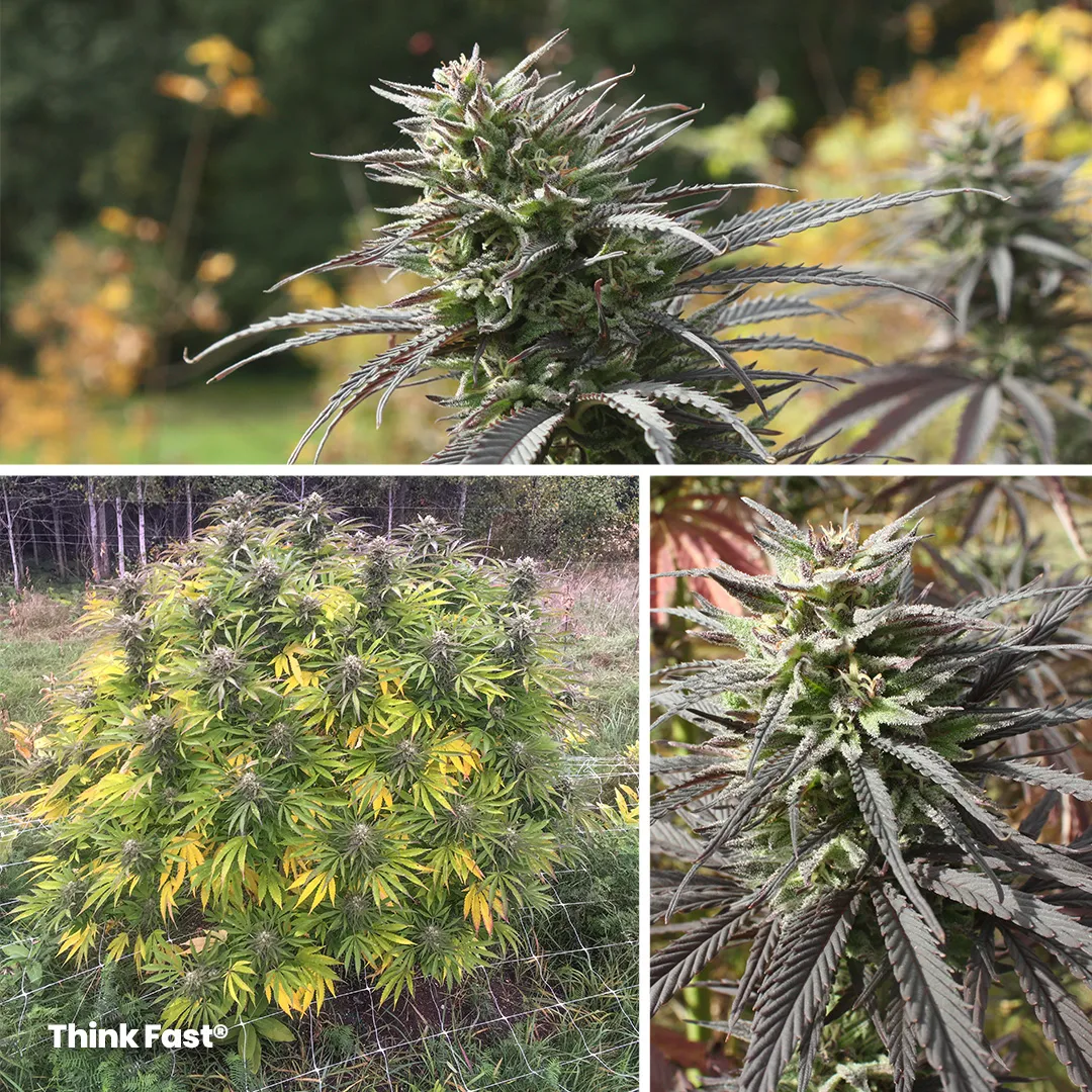 Think-Fast-cannabis-seed-variety-for-hash-by-dutch-passion