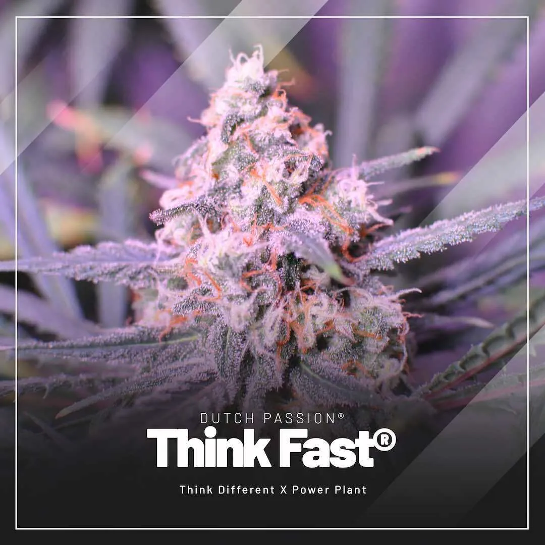 Think-Fast-easiest-feminised-cannabis-seeds-to-grow-indoors