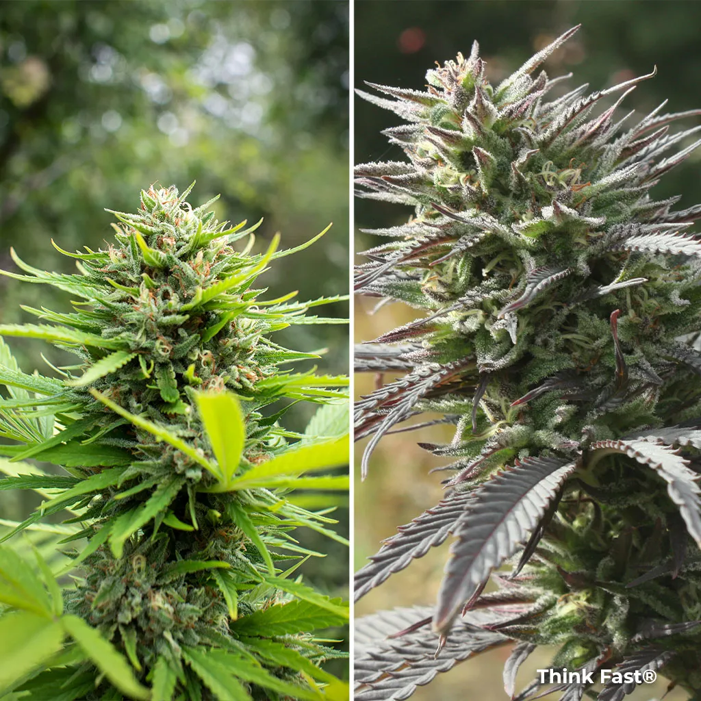 Think Fast, a fast growing photoperiod strain