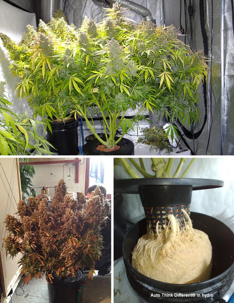 Auto Think Different hydroponics