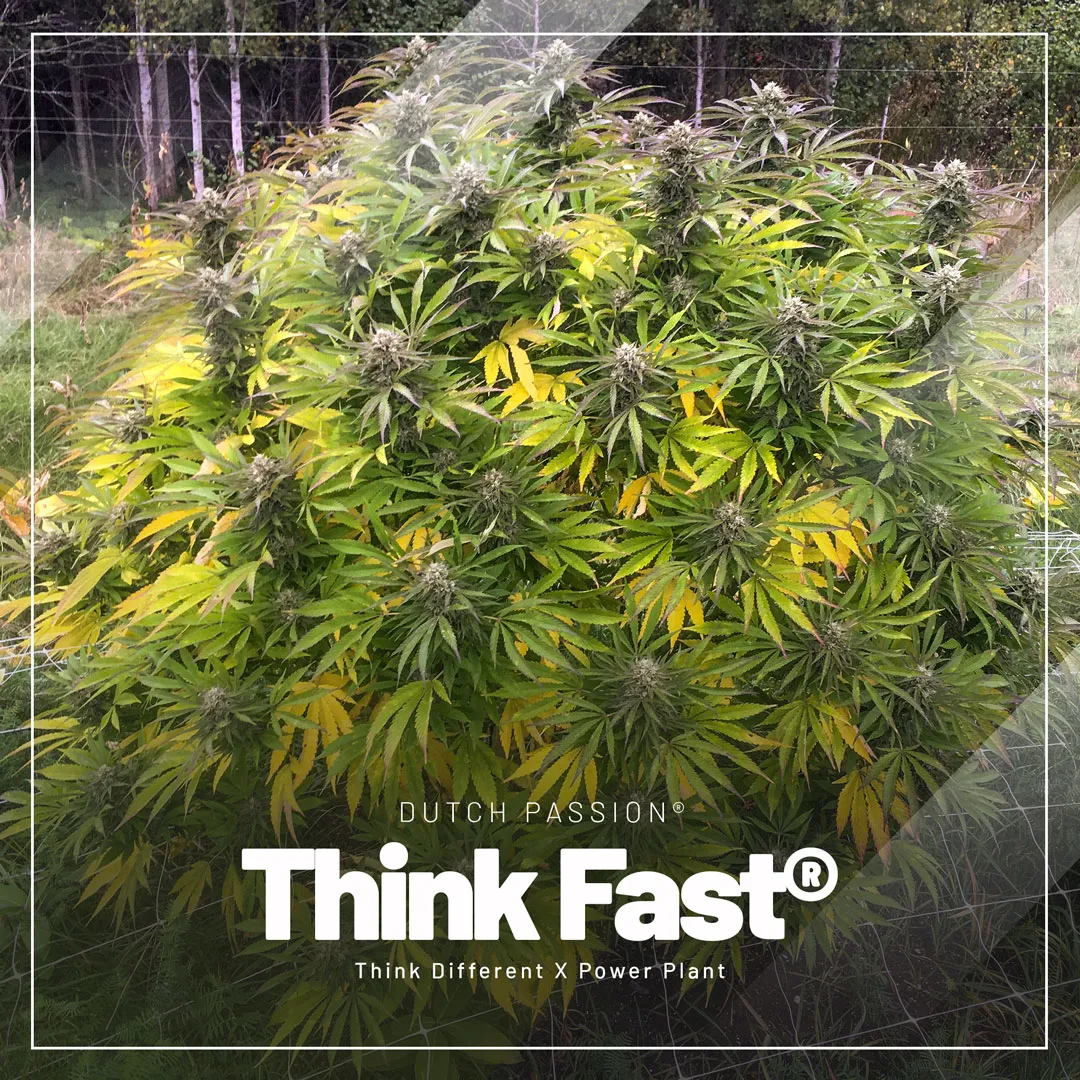 Think-fast-the-frosty-easy-outdoor-variety-with-banging-potency