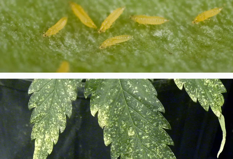 Thrips cannabis pests, indoor growing nightmare