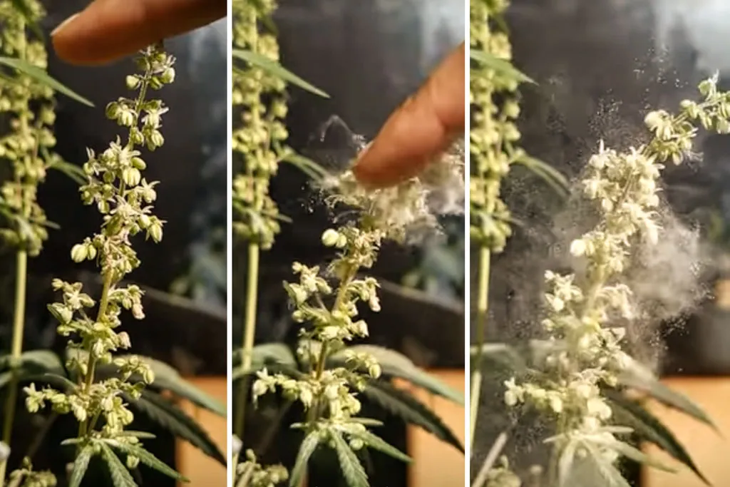 Touch-pollen-cannabis-spread-the-pollen
