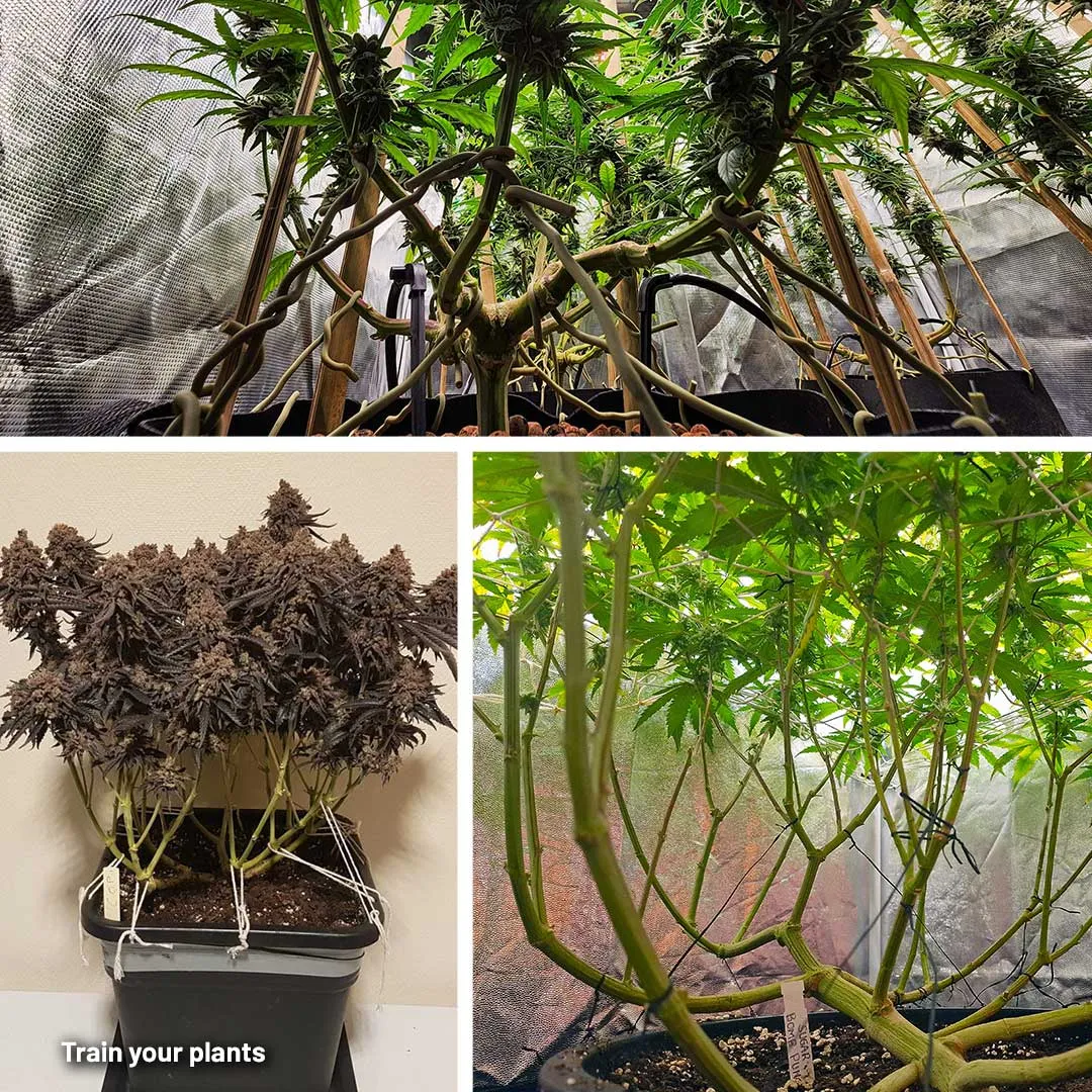 Train je planten zonder onnodige stress