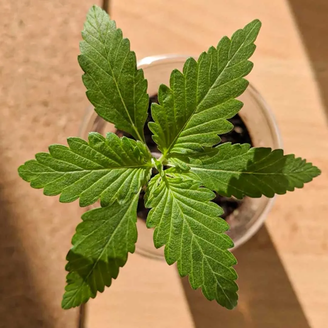 Tri-Leaf-cannabis-seedling-three-leaved-plant-Dutch-passion-seed-company
