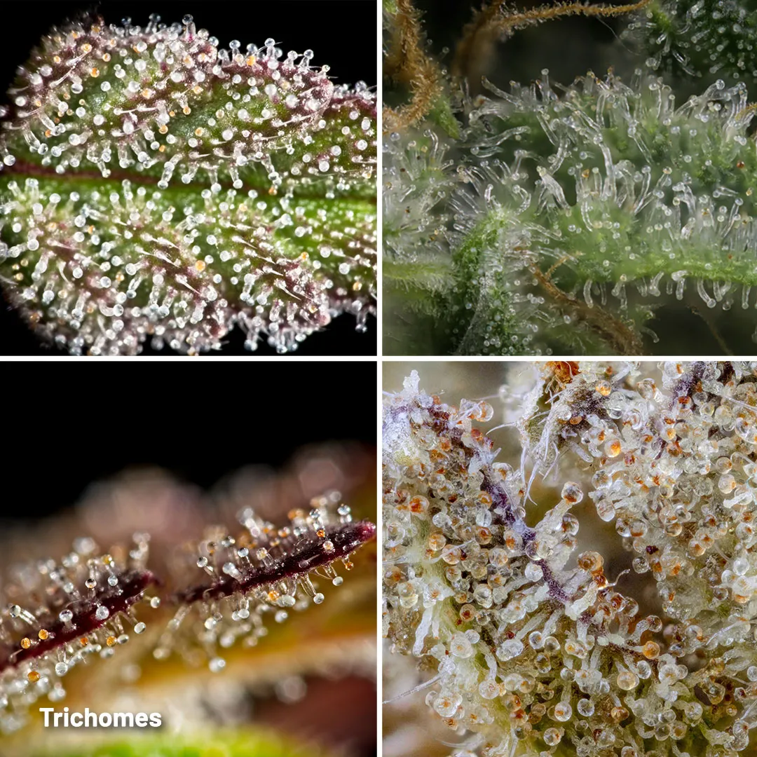 Trichomes-shiny-little-dots-on-top-of-your-cannabis-plant