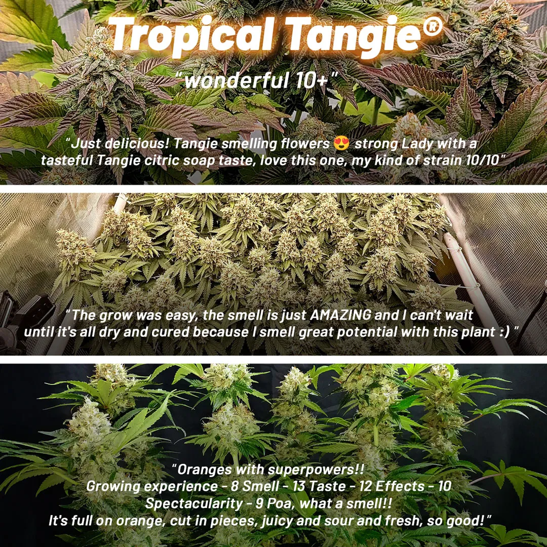 Tropical-Tangie-review-from-growers