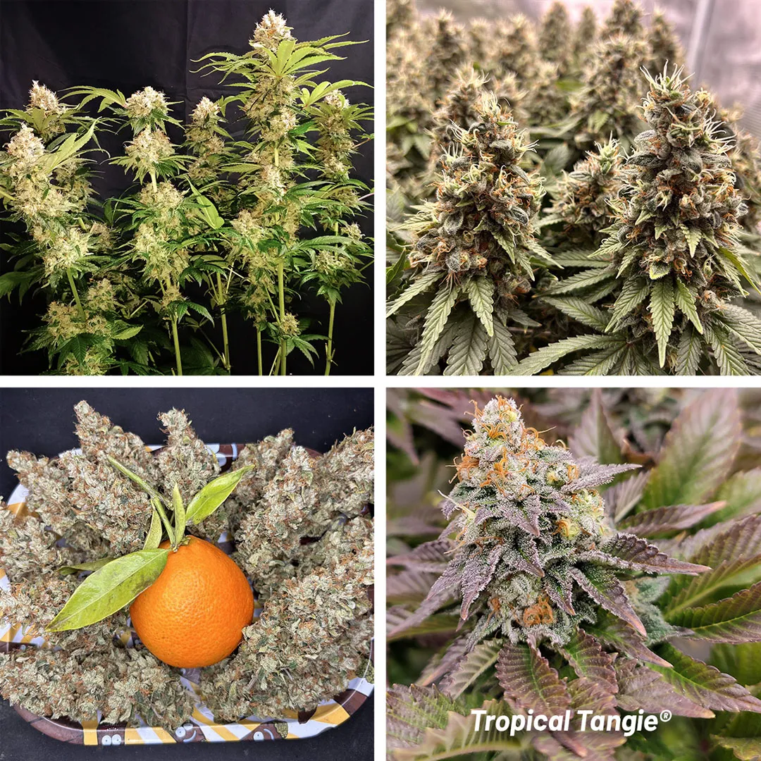 Tropical-Tangie-various-plants-and-buds-cannabis