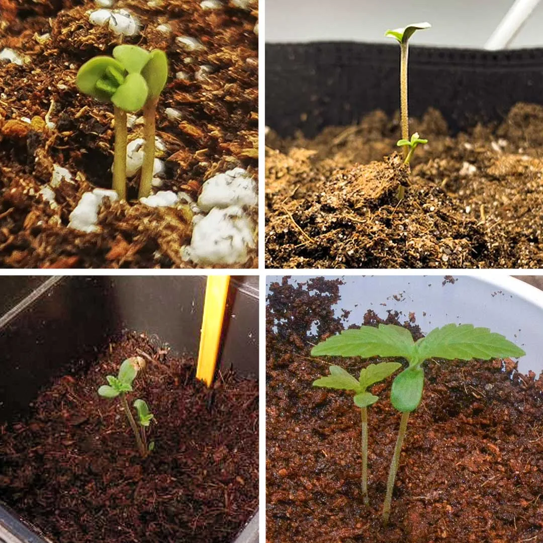 Twin-seedlings-double-plants-cannabis-twins-Dutch-passion