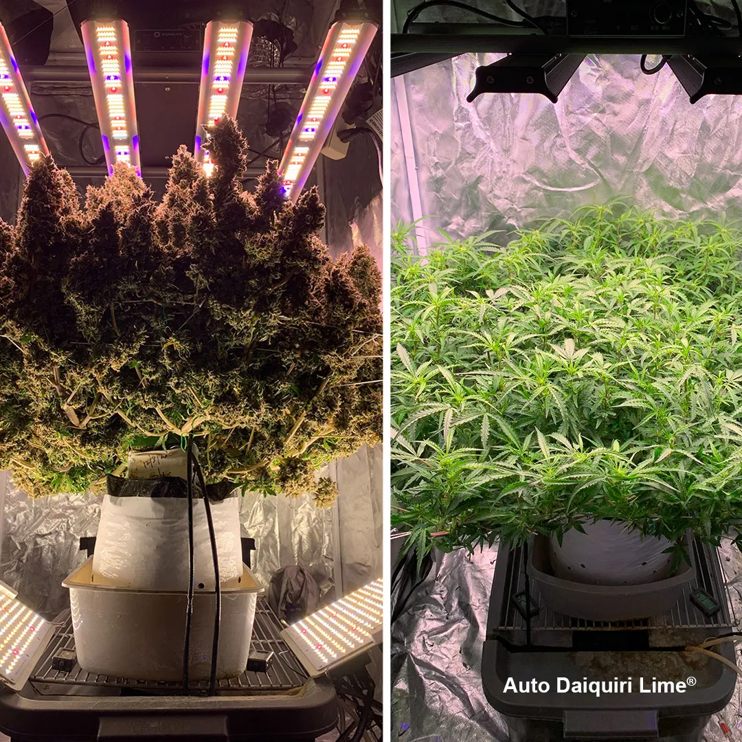 USA-pro-grower-420Autoflower-Extreme-yield-extra