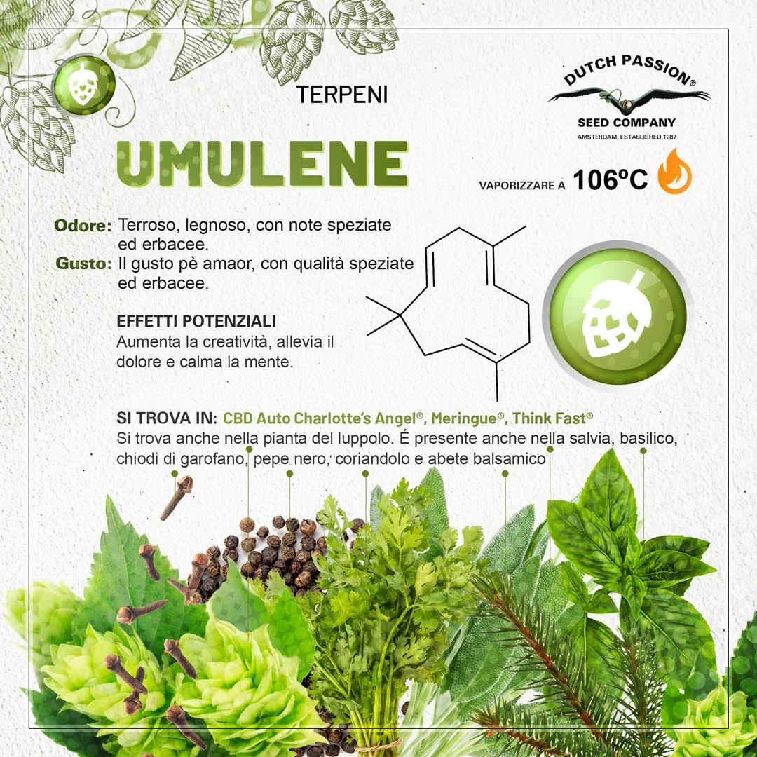 Il terpene umulene (Odore, Gusto, Vaporizzazione)