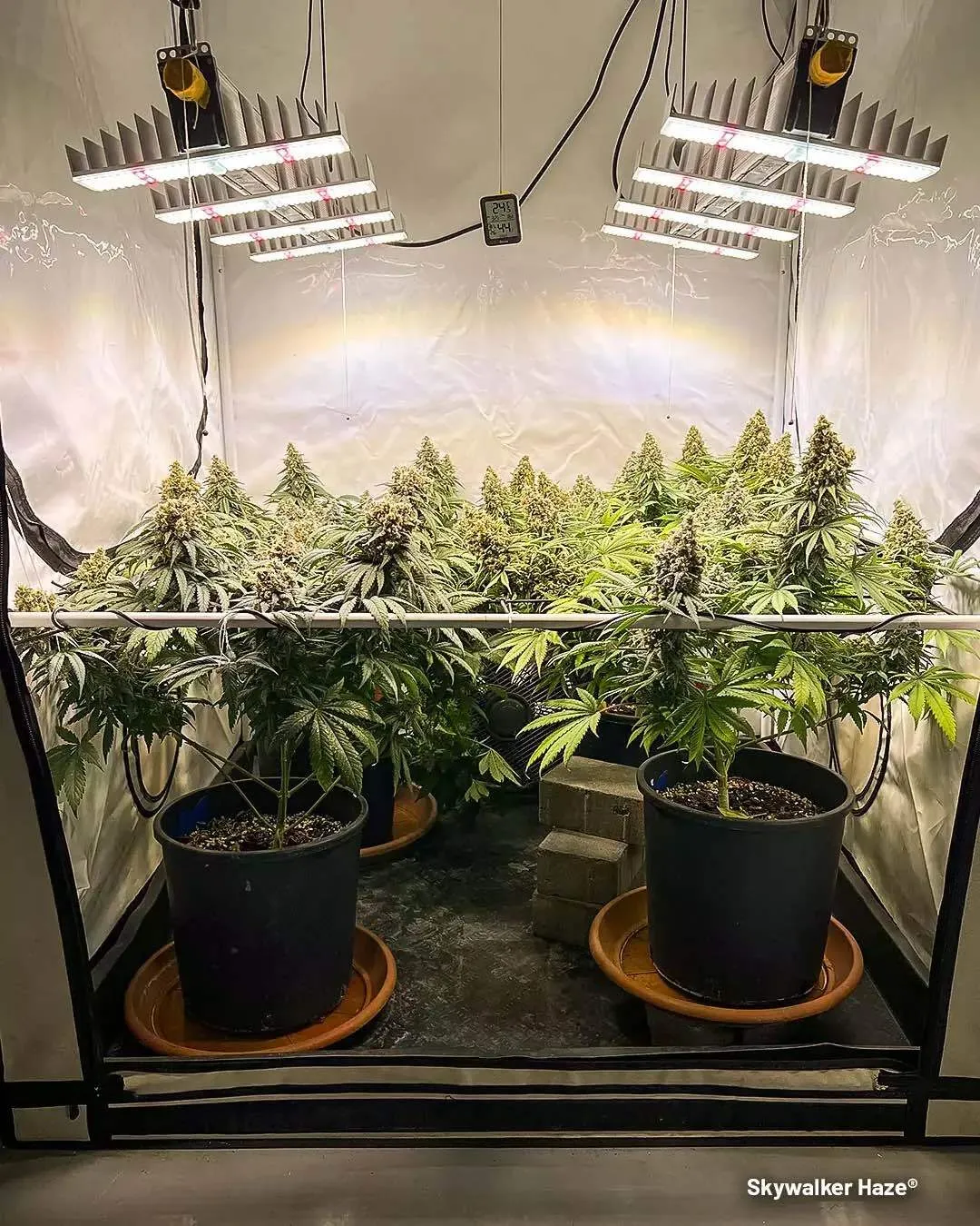 Skywalker Haze grown indoors by Maximilian1234