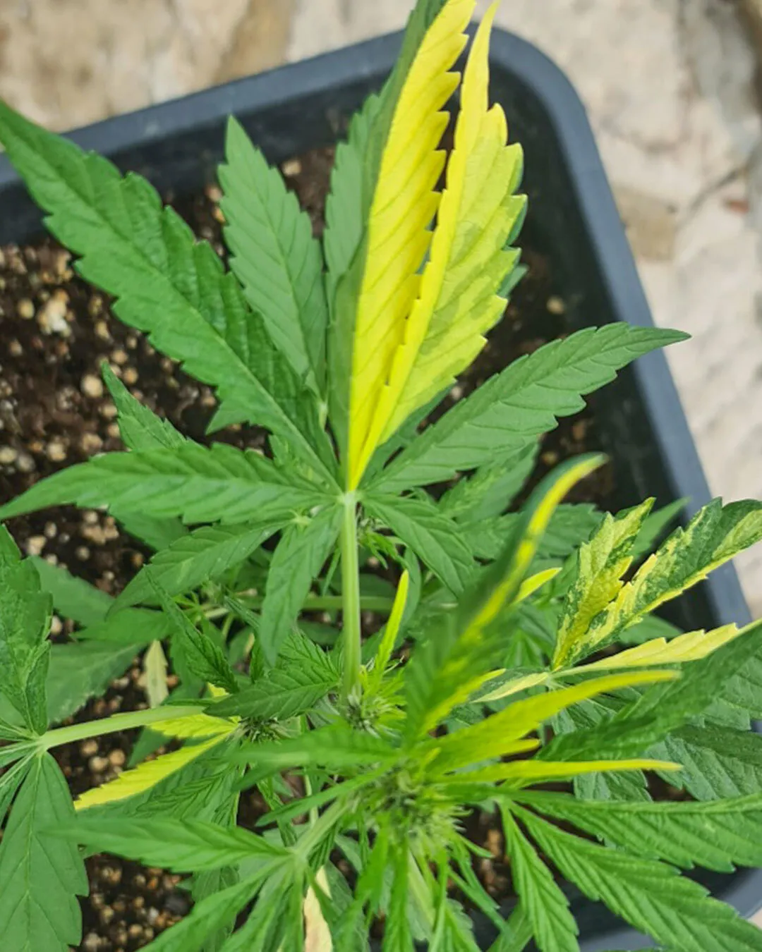 Variegation-cannabis