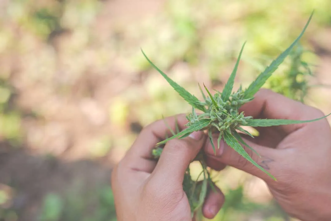 Vine-like-cannabis-not-very-popular-and-rare